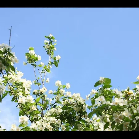 A Charming Oasis In The Heart 2 ماكارسكا