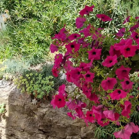 A Charming Oasis In The Heart 2 *