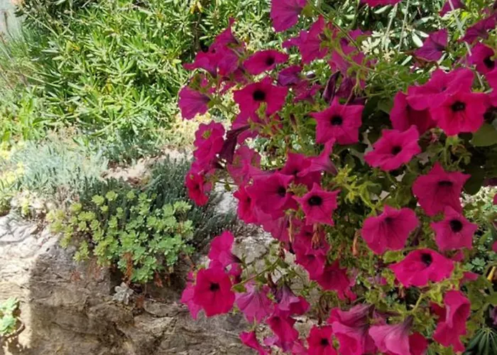 A Charming Oasis In The Heart 2 *